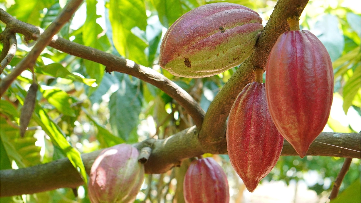 Der Kakaobaum – Schokolade besser verstehen