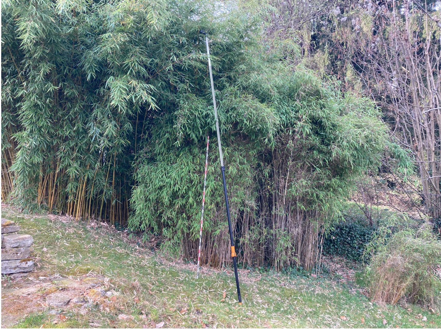 Ausgefahrene Teleskop Astschere ca. 4 m lang lehnt an hohem Bambus. Daneben 2 m Zollstock. Hintergrund Bambus und hohe Sträucher